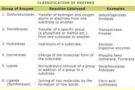 Biology For A Changing World With Physiology 3rd Edition Classification Of Enzymes Othlil Note Lyase Decarboxylase Aldolase Ligase Citric Enzymes Biology Biochemistry Cellular Respiration Biology