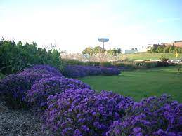 Annuals are indispensable for window boxes, or container gardens on porches or terraces., patios, decks, and terraces. Native Plants Brightside St Louis
