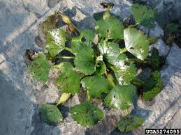 Image result for Trapa natans