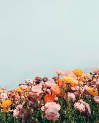 Wildflowers Summer Flower Aesthetic Flowers Photography Pretty Flowers