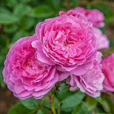 Découvrez nos rosiers, vivaces, bulbes, arbustes, fruitiers et tous @meilland richardier chers amis jardiniers, merci de votre enthousiasme ! Meilland Introduces New Rose At The Award Ceremony Of The 11th Grand Prix De La Rose