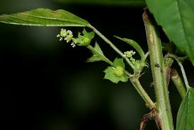 Image result for Acalypha fruticosa
