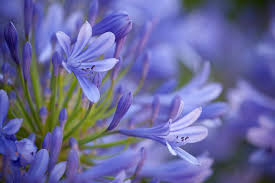 Bellissime fotografie di fiori da scaricare gratis. Fiori Autunnali Composizioni Per Balconi Fioriti Io Donna