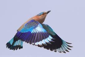 State Bird Of Andhra Pradesh Telangana Karnataka And Odisha The Indian Roller Of India Indian Roller Weird Animals State Birds