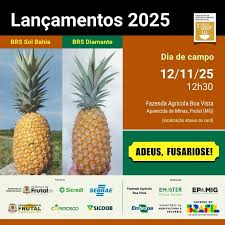DIA_DE_CAMPO Embrapa lança variedades de abacaxi resistentes ...