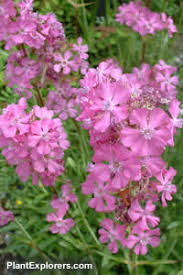 Image result for Silene kiwuensis