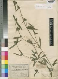 Image result for Hypoestes cancellata