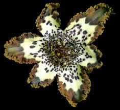 Image result for Ferraria glutinosa