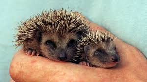 Wo es den insektenfressern gefällt, verweilen sie ein leben lang. Tiere Im Winter Wann Igel Wirklich Hilfe Brauchen Br Wissen
