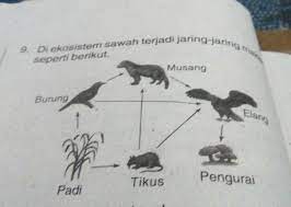 Di Ekosistem Sawah Terjadi Jaring Jaring Makanan Seperti Berikut A Ada Berapa Rantai Makanan Yang Brainly Co Id