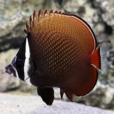 Pakistan Butterflyfish Moderate Peaceful 7 125gal In 2020 Marine Fish Fish Sea Animals