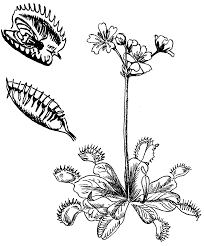 Venus Fly Trap Botanical Society Coloring Sheet Venus Fly Trap Fly Traps Flower Drawing