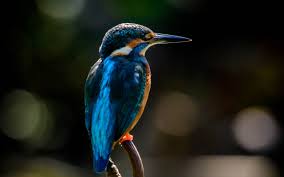 Kingfisher Bokeh Close Up Wildlife Blue Bird Small Bird Black And White Like Kingfisher 2560x1600 Wallpaper Teahub Io Desktop wallpaper wild elephant, animal, wildlife, hd image, picture, background, uk20i. wildlife blue bird small bird black
