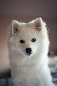 American Eskimo Dog Black And White Handsomedogs American Eskimo Dog Miniature American Eskimo American Eskimo