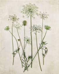 Queen Annes Lace Art Print Queen Annes Photo Wild Flowers Etsy Queen Anne S Lace Flowers Queen Annes Lace Lace Art