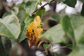 One of the apple tree diseases is apple scab, and this disease can infect the mcintosh, cortland, and macoun species. 4 Common Apple Tree Diseases