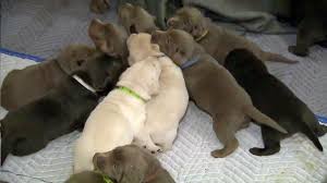 Maybe you would like to learn more about one of these? Puppy Breath Raleigh Dog Gives Birth To 16 Wral Com