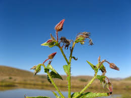 Image result for Trichodesma