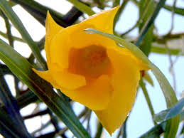 Image result for Cascabela