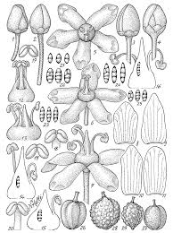 Image result for Salacia erecta