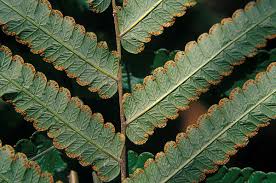 Image result for Amblovenatum