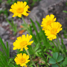 Image result for Jatropha scaposa