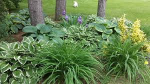 Apr 02, 2021 · daylilies come in a seemingly endless selection of colors and flower types and will flourish in almost any situation. Our Garden Design With Hosta And Ground Cover