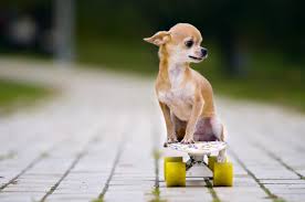 Chihuahua Adoption Singapore Puppy Adopt A Dog