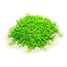 Image result for Centrostachys aquatica