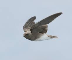 Image result for Wahlenbergia paludicola