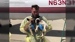 One of the benefits of having our dogs is to share the joy they bring with others. How To Choose A Safe Dog Breeder In The Houston Area Abc13 Houston