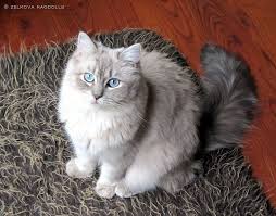 See color photos of ragdoll cats and ragdoll kittens with information on how to purchase your own ragdoll kitten or cat. Zelkova Ragdolls Nc Breeder Kittens And Puppies Cats Cuddly Animals