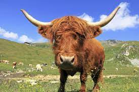 Raising Highland Cattle For Beef Countryside