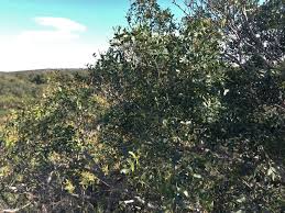 Image result for Ptaeroxylon obliquum