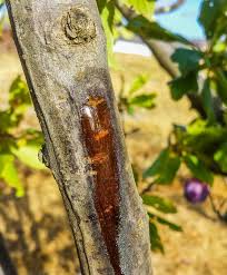 Oct 28, 2015 · bracket fungi are common on older trees, and often people don't bother with them. What Do Cankers On Fruit Trees Have To Do With Fungal Root Rot