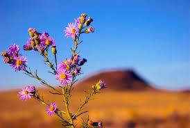 You can download them in psd, ai, eps or cdr format. Beautiful Free Spring Wallpapers And Desktop Backgrounds
