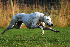 Maybe you would like to learn more about one of these? Greyhound Dog Breed Information