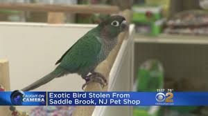Bird Stolen From New Jersey Pet Store Youtube