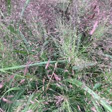 Take a Glance at Perennial Grasses | The Growing Place