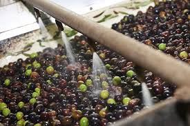 Pests in food retail, processing and distribution facilities are not just nuisances; Hygiene And Pest Control Practices For Food Processing Rentokil