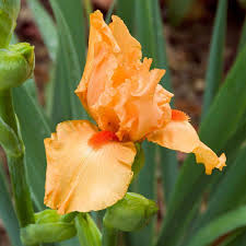 It is also known as a lady's purse, slipper flower, and slipperwort. 36 Different Types Of Orange Flowers With Names Pictures A Z