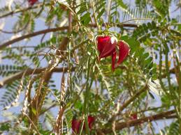 Image result for Sesbania