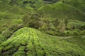 » malaysia time → netherlands time. Cameron Highlands The Scots In Malaysia Worldwide Panda