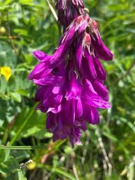 Image result for Hedysarum