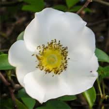 Image result for Rosa laevigata
