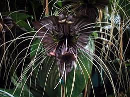 The Black Bat Flower Tacca Chantrieri Is A Species Of Flowering Plant In The Yam Family Dioscoreaceae Tacca Chantrieri I Bat Plant Bat Flower Unusual Plants