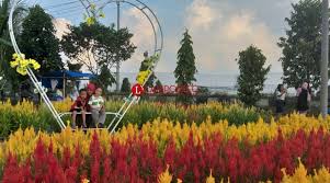 See traveler reviews, 10 candid photos, and great deals for kebun bunga, ranked #31 of 41 b&bs / inns in gili meno and rated 1 of 5 at tripadvisor. Keindahan Di Kebun Bunga Celosia Metro