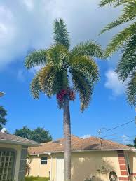 Image result for Wodyetia bifurcata