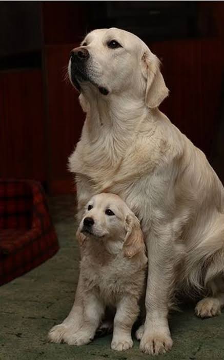 Image result for mom and baby dog"