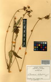 Image result for Otomeria elatior